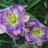 Love the colors and ruffles on this daylily.  It manages to send 