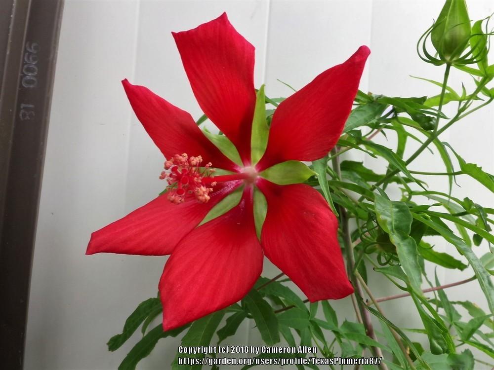 Photo of Texas Star (Hibiscus coccineus) uploaded by TexasPlumeria87
