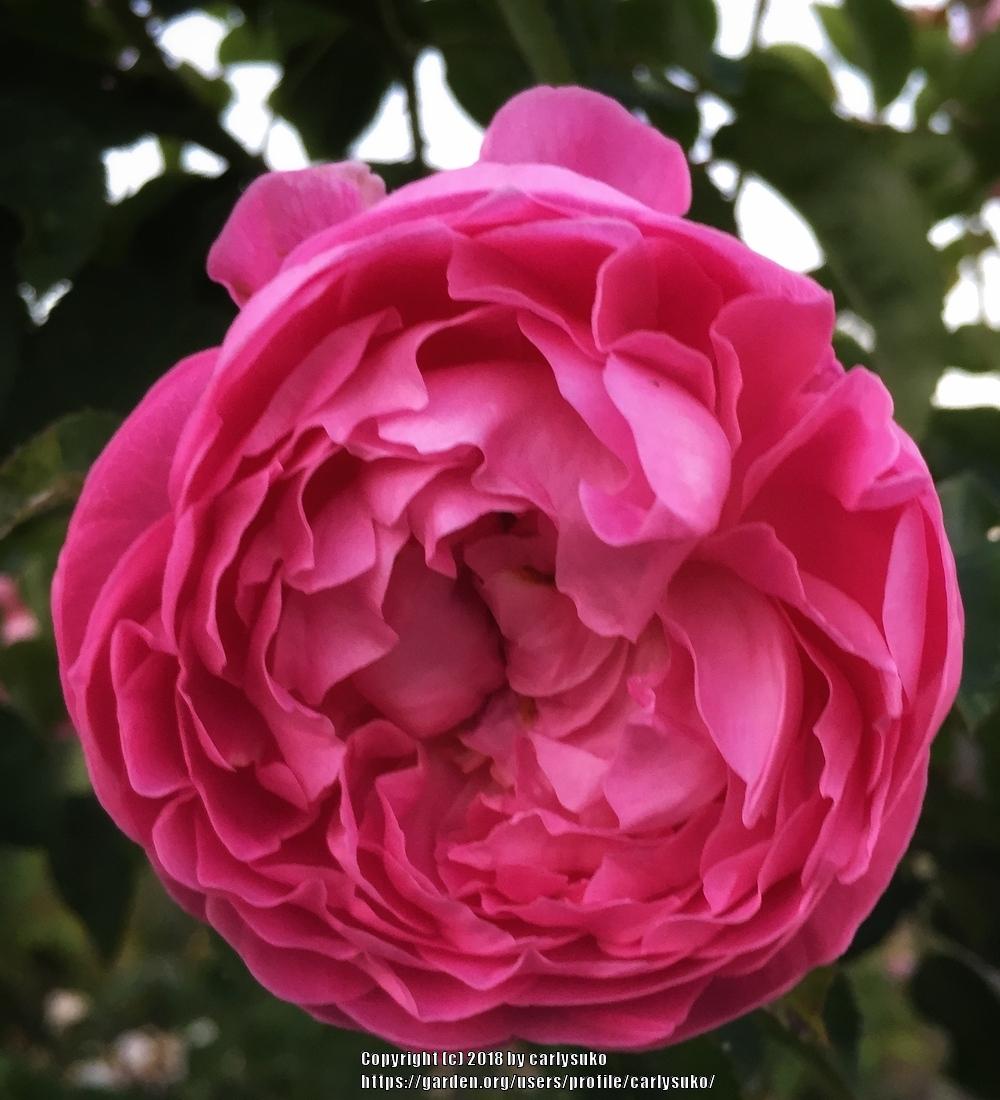 Photo of Rose (Rosa 'Mary Rose') uploaded by carlysuko