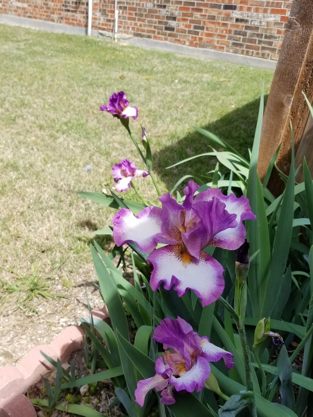 Photo of Tall Bearded Iris (Iris 'Footloose') uploaded by javaMom
