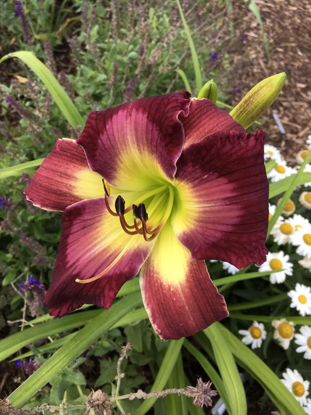 Photo of Daylily (Hemerocallis 'Help from Your Friends') uploaded by Legalily