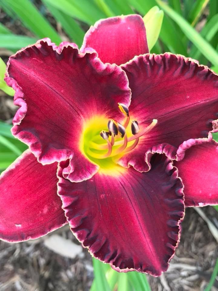 Photo of Daylily (Hemerocallis 'Francis of Assisi') uploaded by Legalily