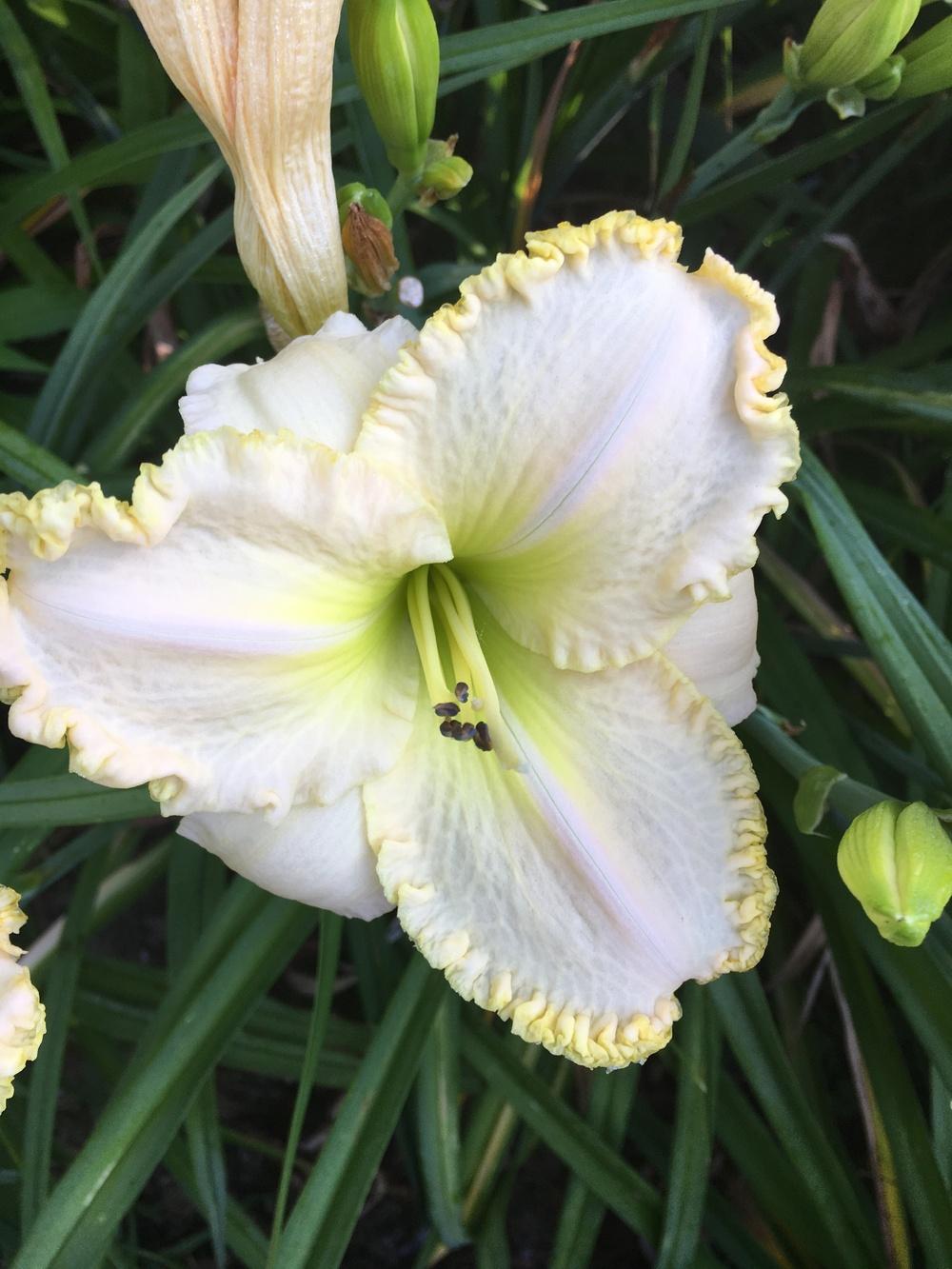 Photo of Daylily (Hemerocallis 'Great White') uploaded by Lucichar