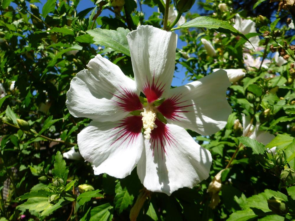 Photo of Hibiscus uploaded by gardengorilla97306