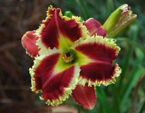 Photo of Daylily (Hemerocallis 'Armed to the Teeth') uploaded by shive1