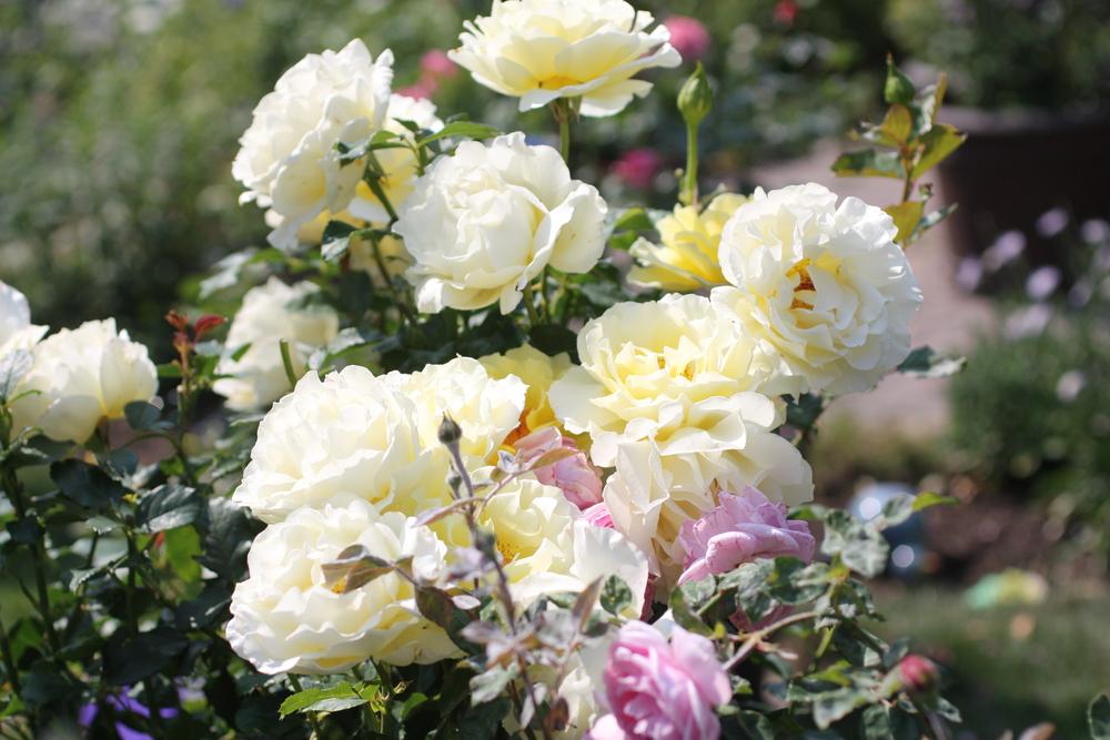 Photo of Rose (Rosa 'White Licorice') uploaded by Canadian_Rose