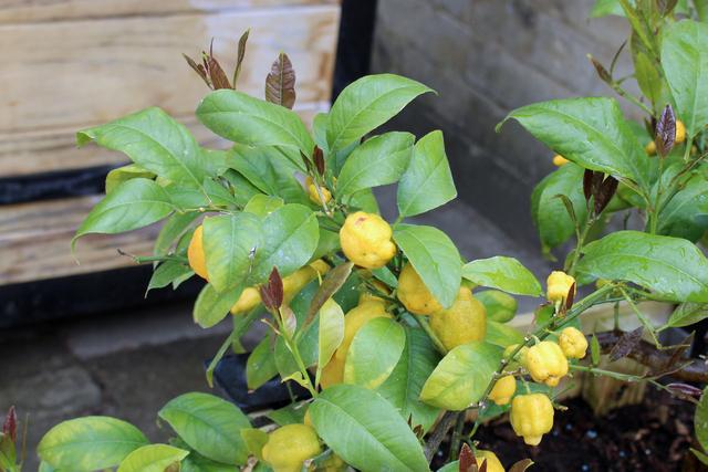 Photo of Persian Lime (Citrus x latifolia) uploaded by RuuddeBlock
