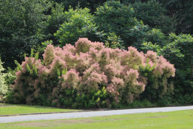 Photo of Smoketrees (Cotinus coggygria) uploaded by RuuddeBlock