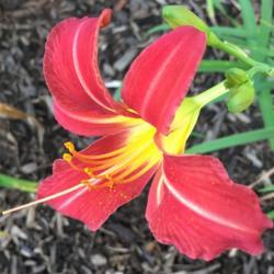 Location: My garden, Pequea, Pennsylvania, USA
Date: 2018-08-15
First summer in my garden; last daylily to start blooming among m
