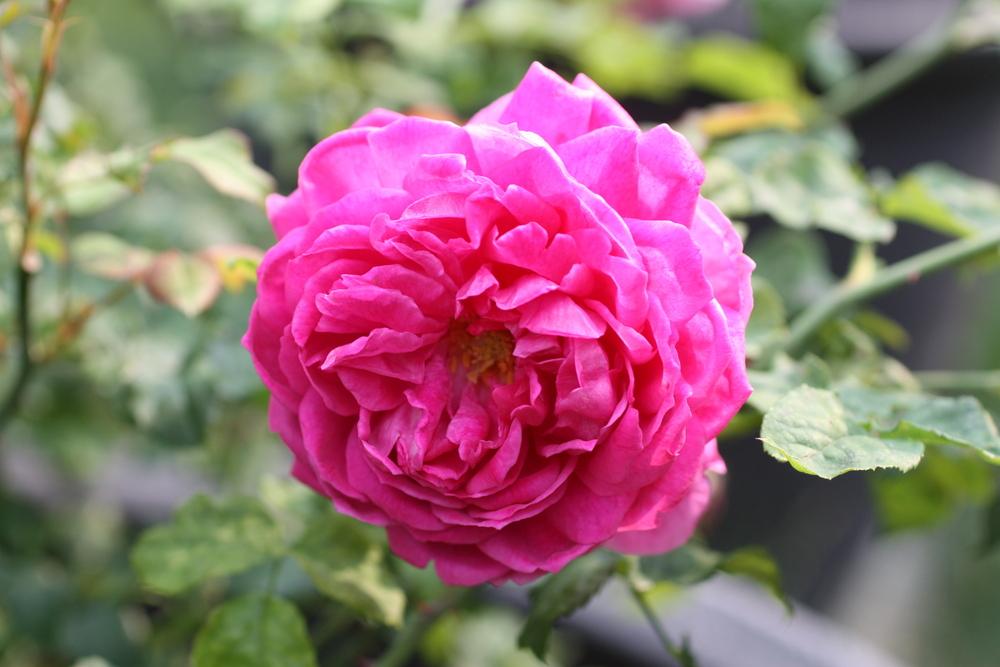 Photo of Rose (Rosa 'Young Lycidas') uploaded by Canadian_Rose