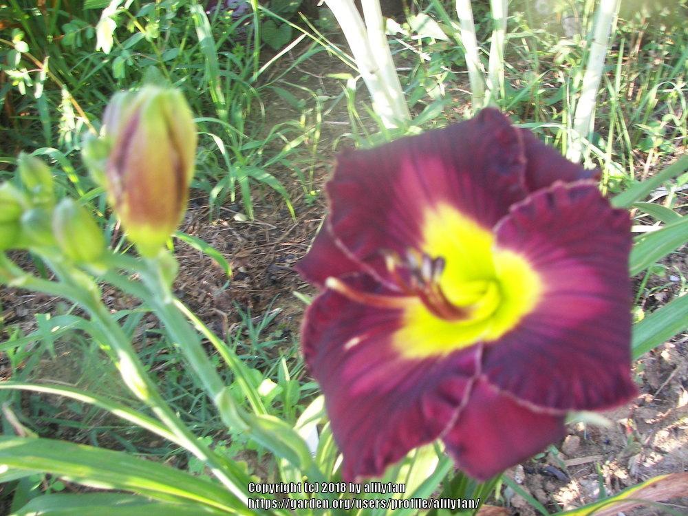 Photo of Daylily (Hemerocallis 'Diana Grenfell') uploaded by alilyfan
