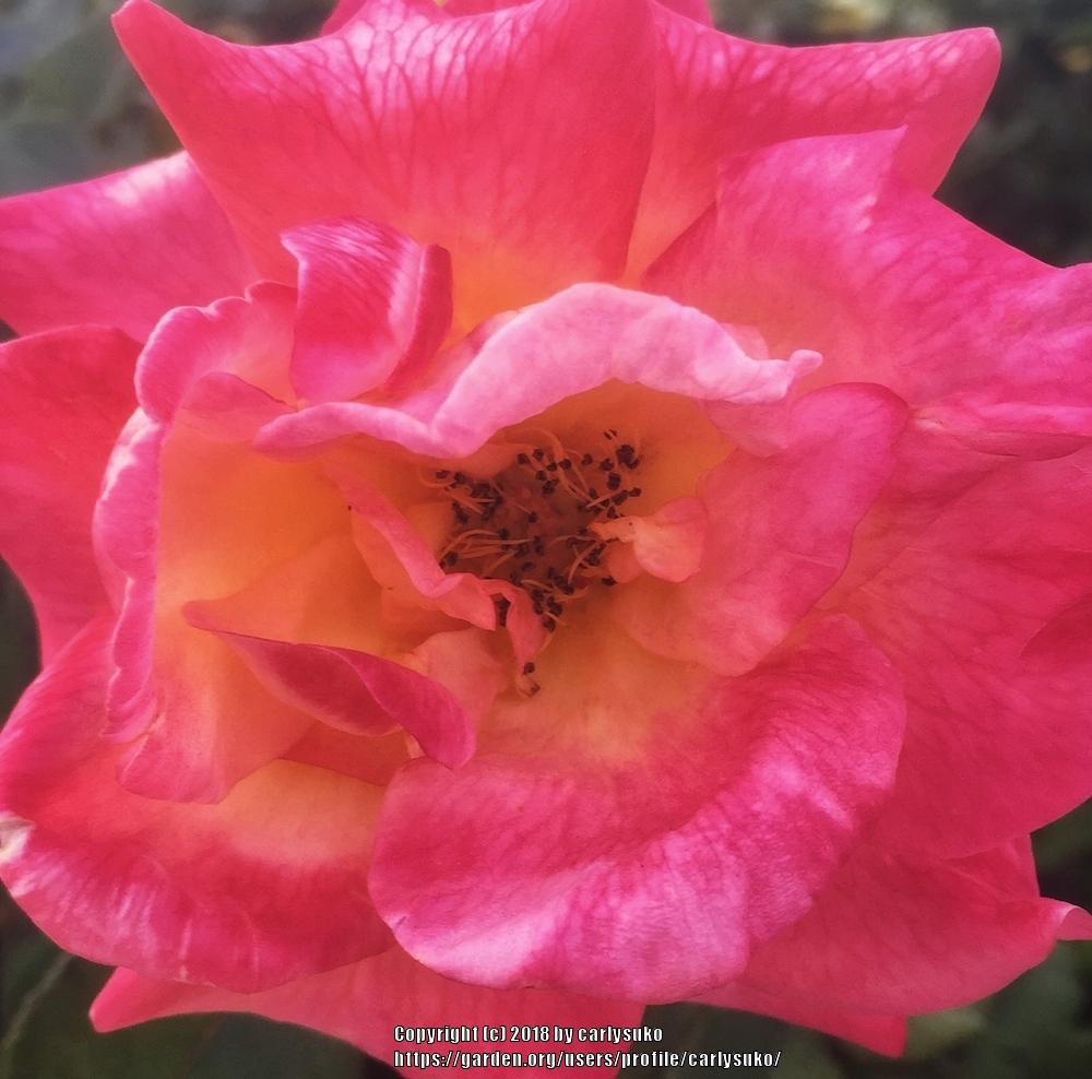 Photo of Rose (Rosa 'Mardi Gras') uploaded by carlysuko