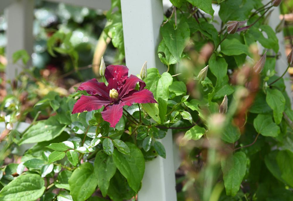 Photo of Clematis (Clematis viticella 'Madame Julia Correvon') uploaded by cliftoncat