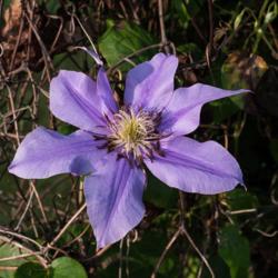 Location: Clinton, Michigan 49236
Date: 2018-08-08
"Clematis 'Ramona', 2018 photo, Queen of the Vines Clematis, , US