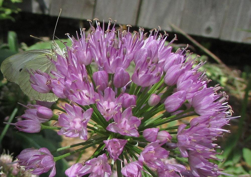 Photo of Ornamental Onion (Allium 'Millenium') uploaded by jmorth