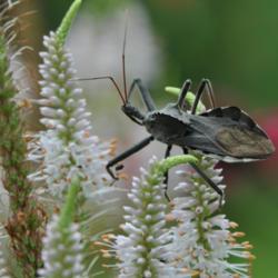 Location: My garden in N E Pa. 
Date: 2014-08-02
Flowers up close with a wheel bug keeping watch.
