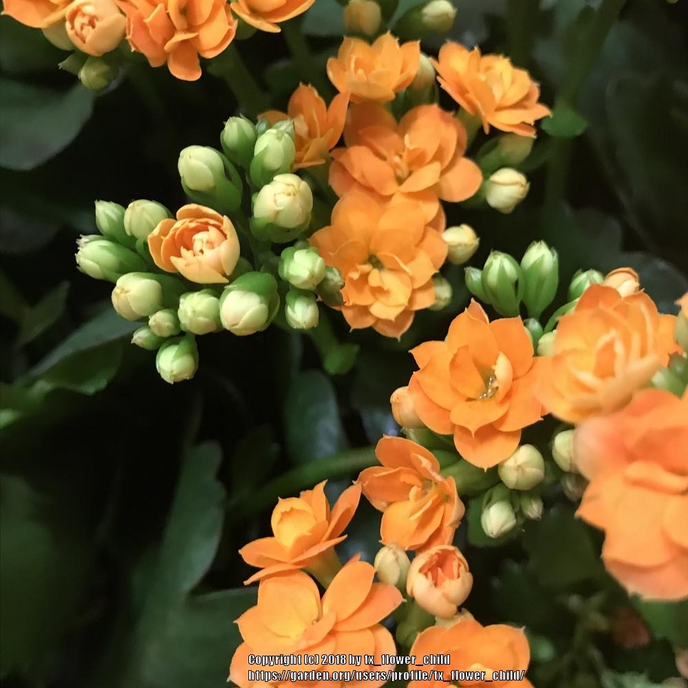 Photo of Kalanchoes (Kalanchoe) uploaded by tx_flower_child