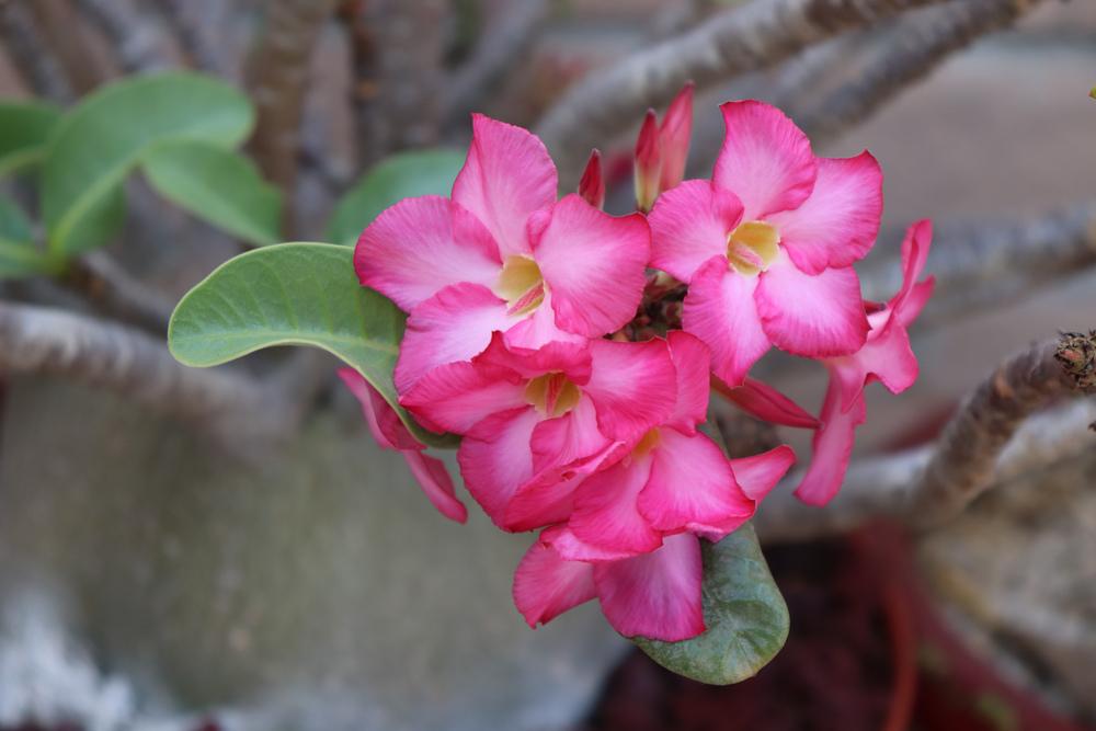 Photo of Desert Rose (Adenium obesum subsp. obesum) uploaded by Baja_Costero