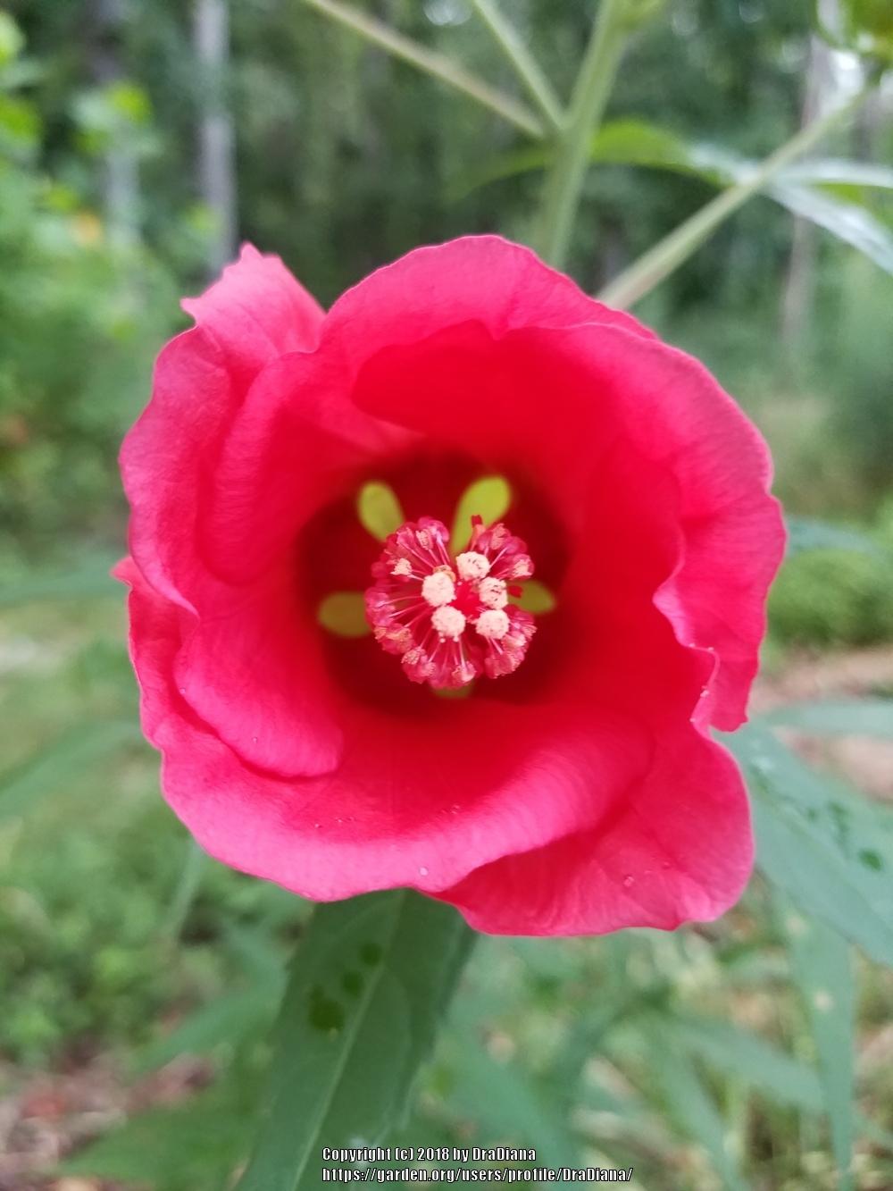 Photo of Texas Star (Hibiscus coccineus) uploaded by DraDiana