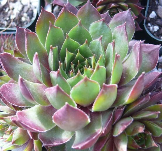 Photo of Hen and Chicks (Sempervivum 'Dallas') uploaded by Lalambchop1