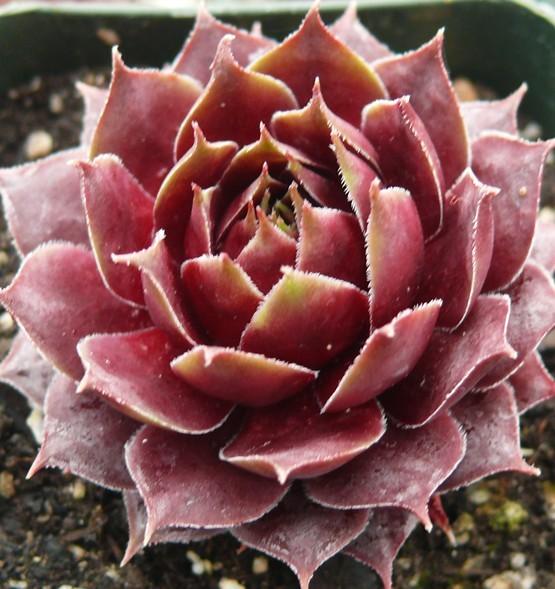 Photo of Hen and Chicks (Sempervivum 'Fuego') uploaded by Lalambchop1