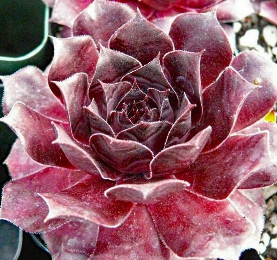 Photo of Hen and Chicks (Sempervivum 'Galahad') uploaded by Lalambchop1
