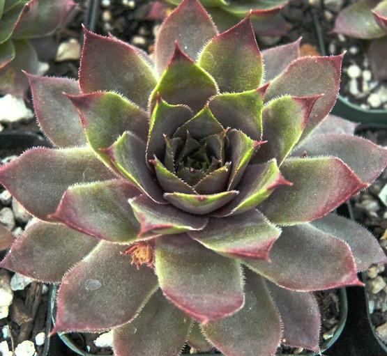 Photo of Hen and Chicks (Sempervivum 'Fat Jack') uploaded by Lalambchop1