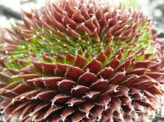 Photo of Hen and Chicks (Sempervivum 'Fuzzy Wuzzy') uploaded by Lalambchop1