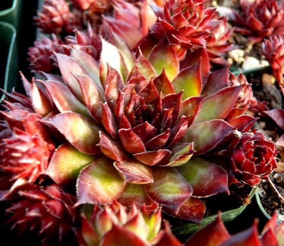 Photo of Hen and Chicks (Sempervivum 'Dynamo') uploaded by Lalambchop1
