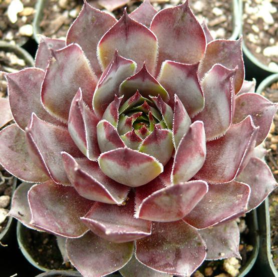 Photo of Hen and Chicks (Sempervivum 'Frost and Flame') uploaded by Lalambchop1