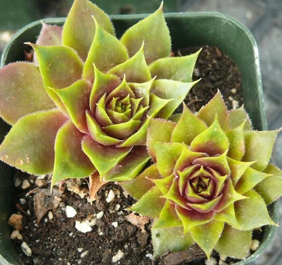Photo of Hen and Chicks (Sempervivum 'Fat Jack') uploaded by Lalambchop1