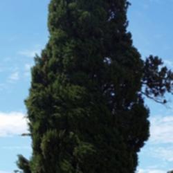 Location: Glendale Memorial 
Date: 2018-08-16
Mature Italian Cypress