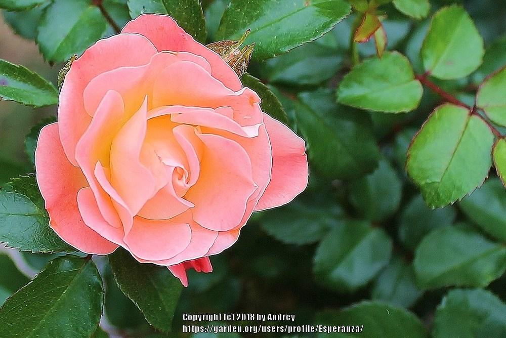 Photo of Rose (Rosa 'Peach Drift') uploaded by Esperanza