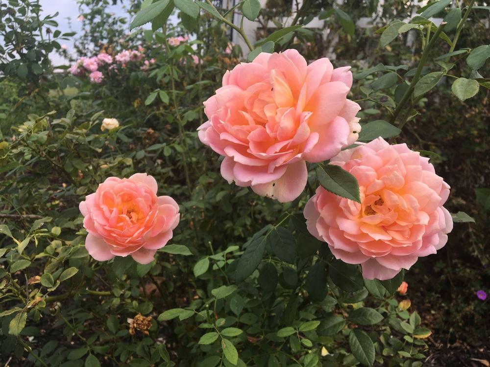 Photo of English Shrub Rose (Rosa 'Lady of Shalott') uploaded by Lilyfinch