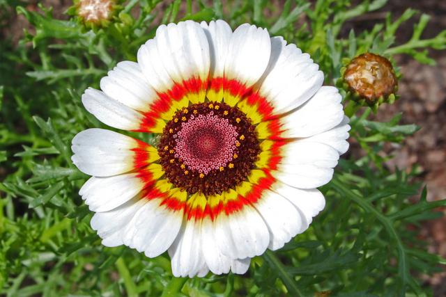 Photo of Tricolor Chrysanthemum (Ismelia carinata) uploaded by RuuddeBlock