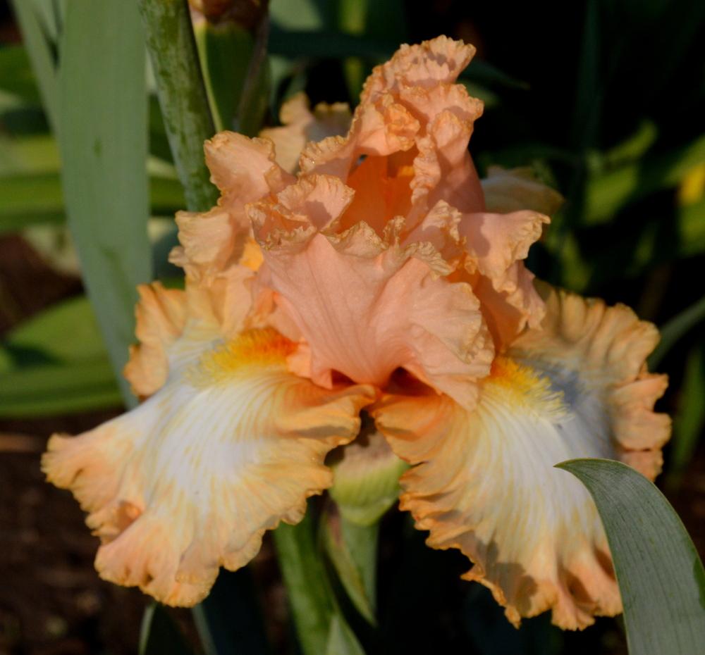 Photo of Tall Bearded Iris (Iris 'Barbara My Love') uploaded by Tambookie