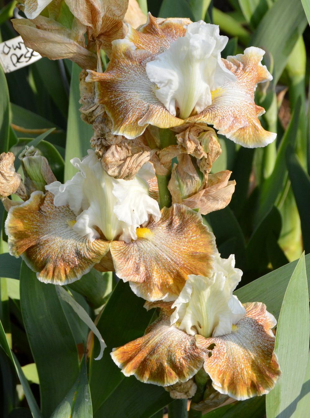 Photo of Tall Bearded Iris (Iris 'Owyhee Desert') uploaded by Tambookie