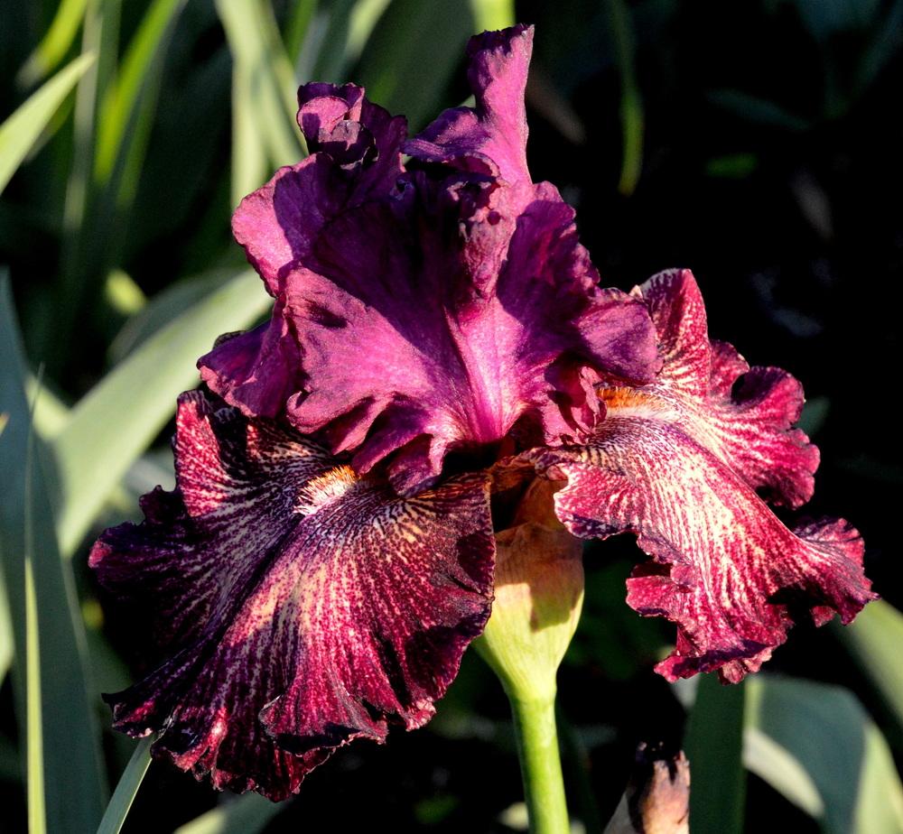 Photo of Tall Bearded Iris (Iris 'Power Surge') uploaded by Tambookie