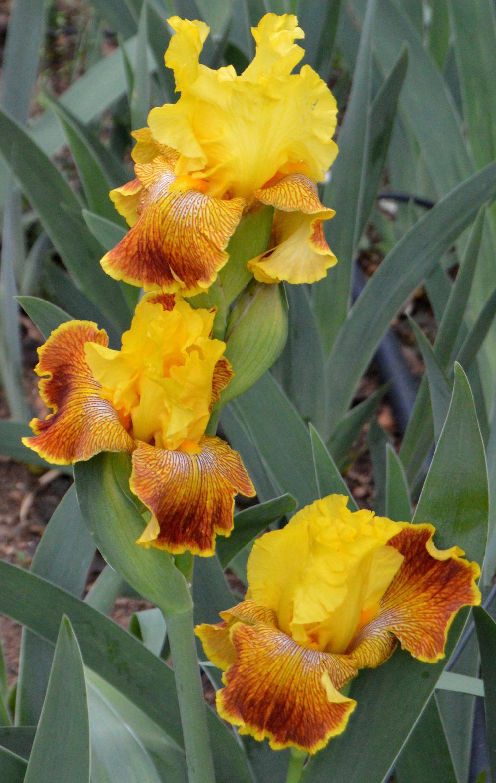 Photo of Tall Bearded Iris (Iris 'Bengal Tiger') uploaded by Tambookie