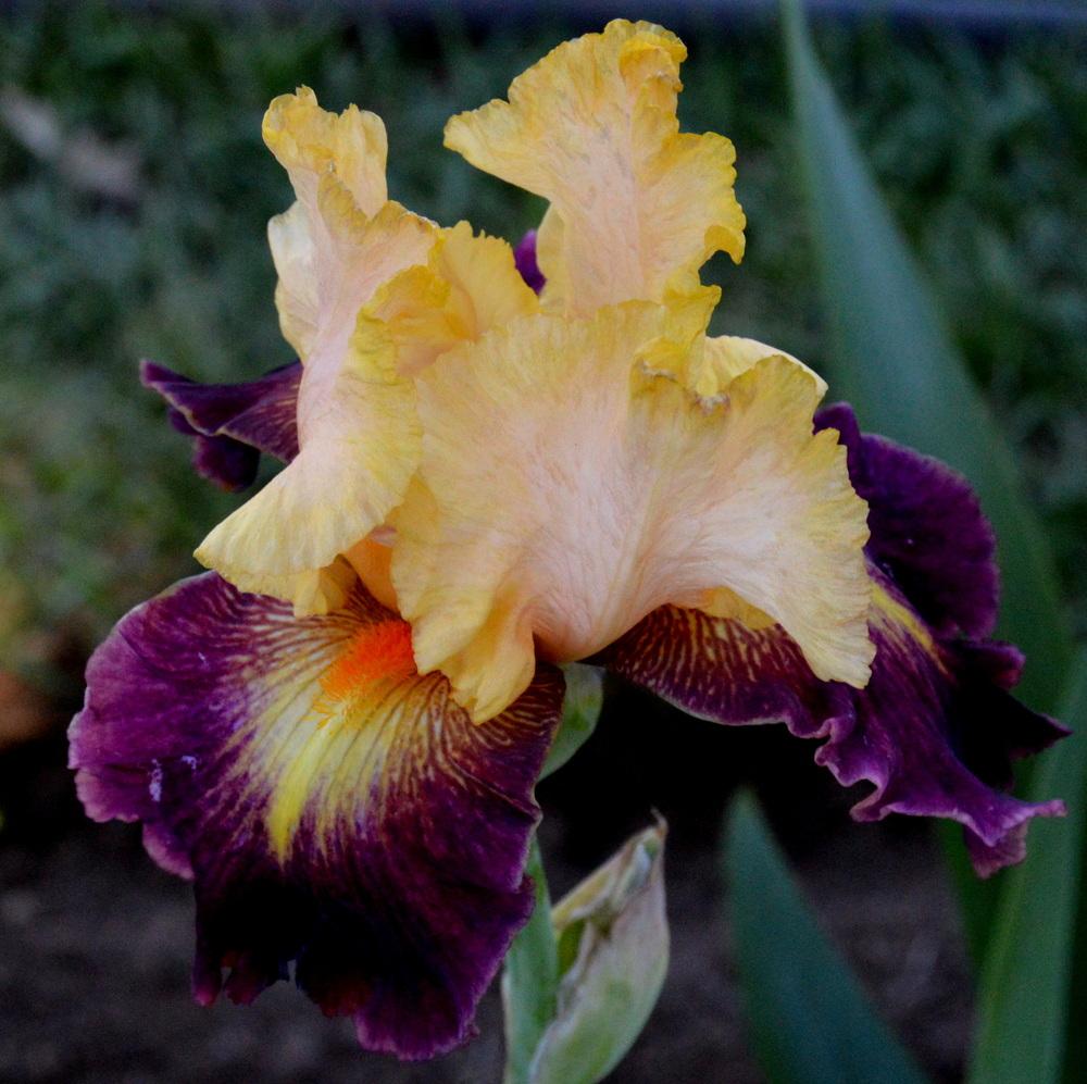 Photo of Tall Bearded Iris (Iris 'Let's Boogie') uploaded by Tambookie