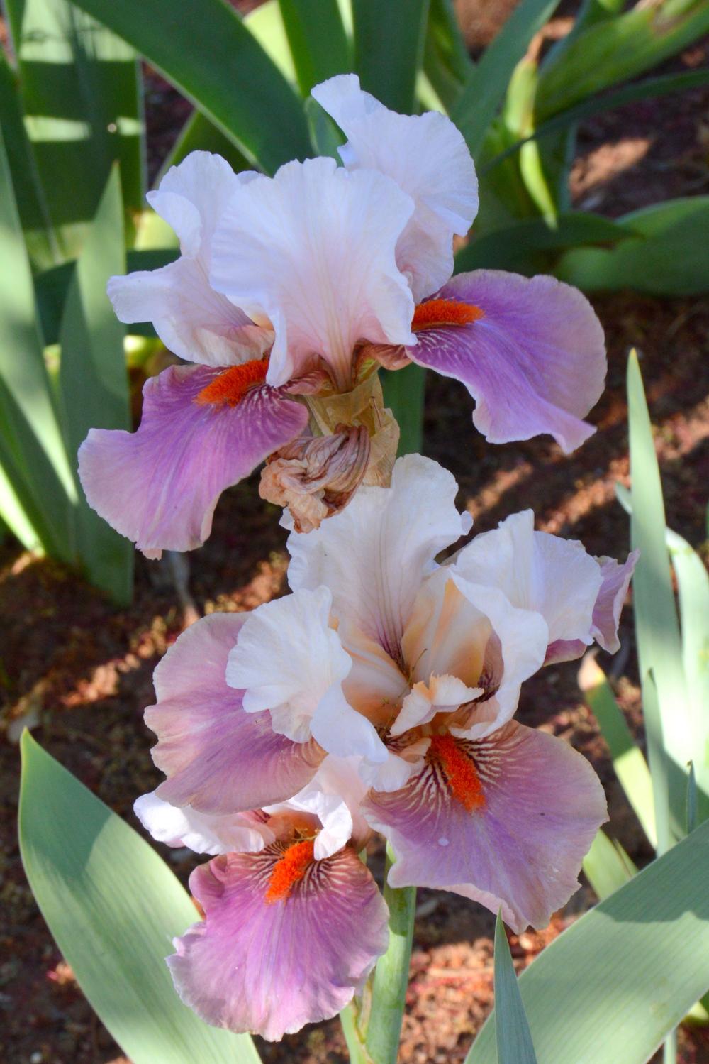 Photo of Tall Bearded Iris (Iris 'Chinese Treasure') uploaded by Tambookie