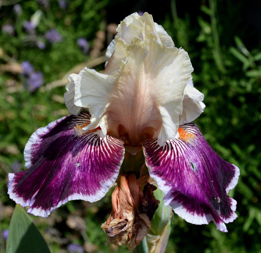 Photo of Tall Bearded Iris (Iris 'Liaison') uploaded by Tambookie