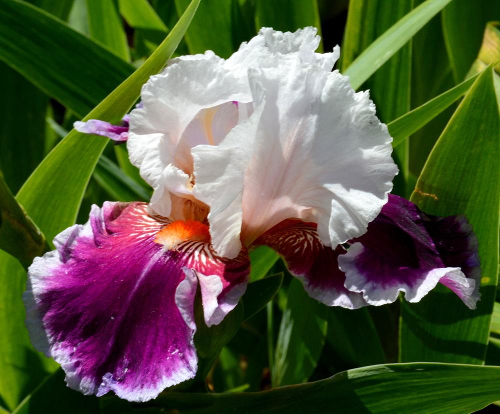 Photo of Tall Bearded Iris (Iris 'Ringo') uploaded by Tambookie