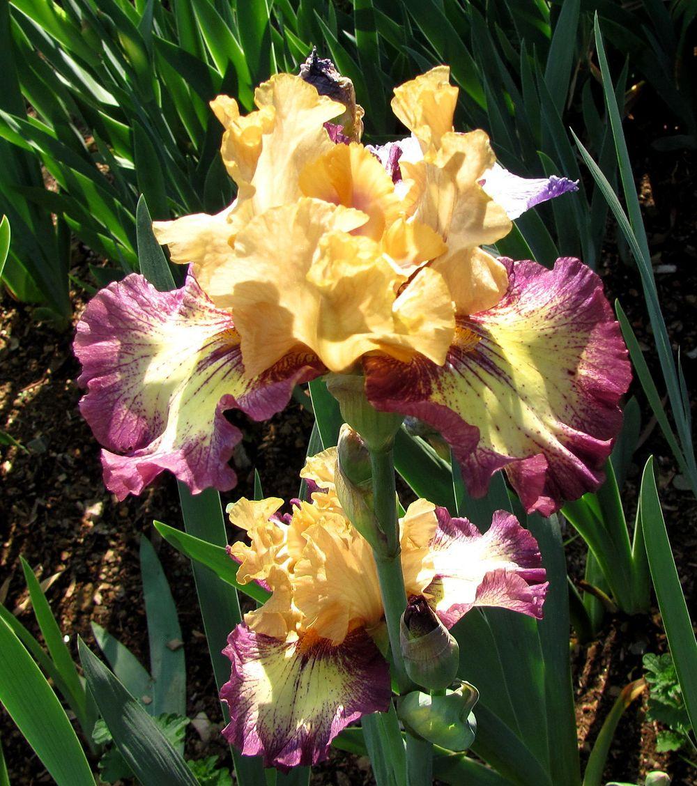 Photo of Tall Bearded Iris (Iris 'Exactitude') uploaded by Tambookie