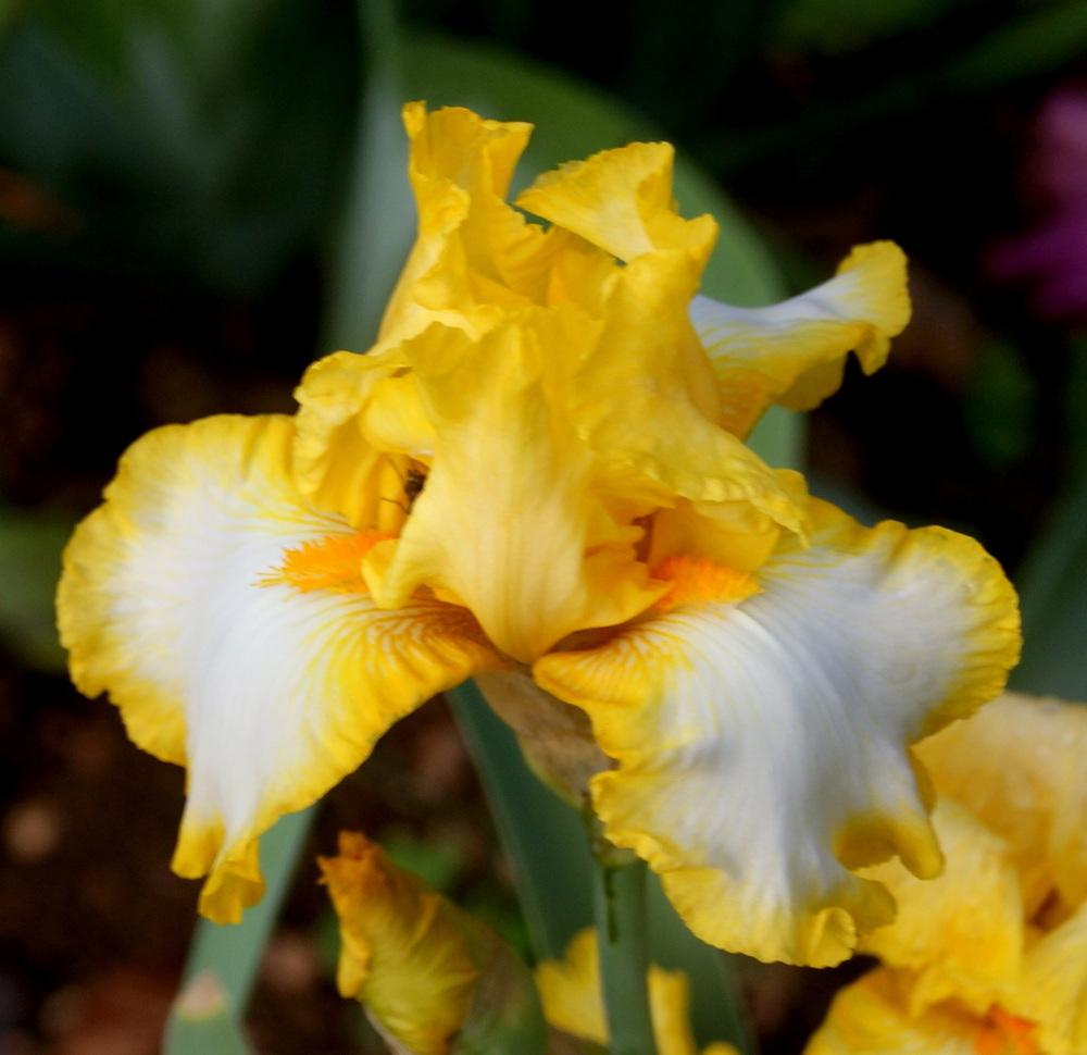 Photo of Tall Bearded Iris (Iris 'First Interstate') uploaded by Tambookie