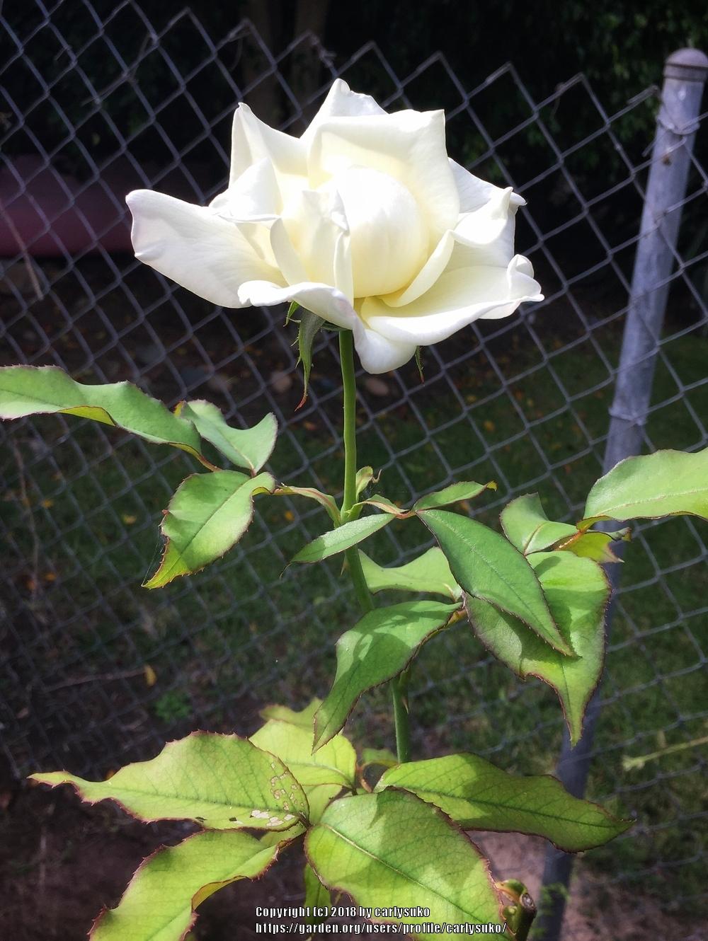 Photo of Rose (Rosa 'John F. Kennedy') uploaded by carlysuko