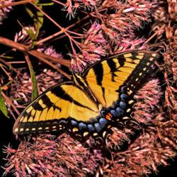Location: Botanical Gardens of the State of Georgia...Athens, Ga
Date: 2018-08-17
Swallowtail On Joe Pye Weed 018