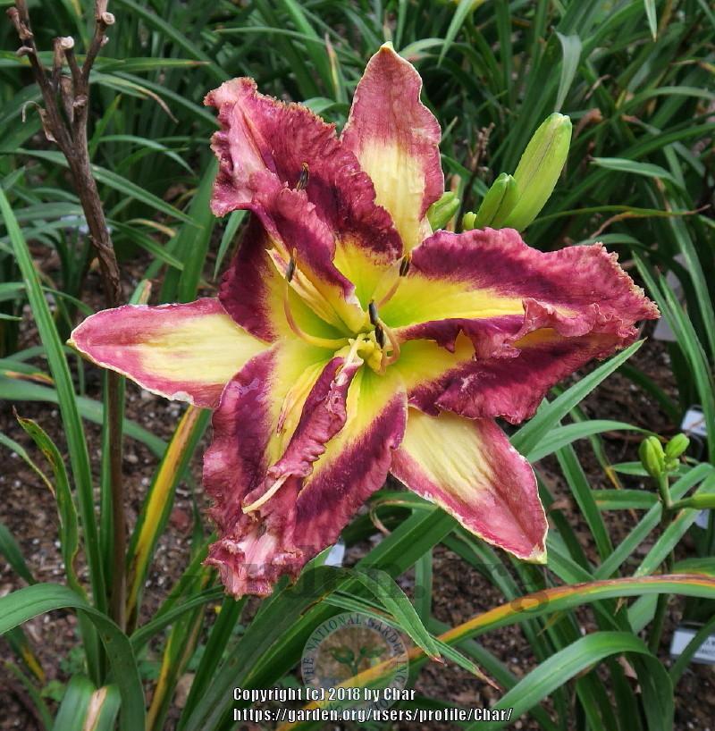 Photo of Daylily (Hemerocallis 'Applique Prism') uploaded by Char