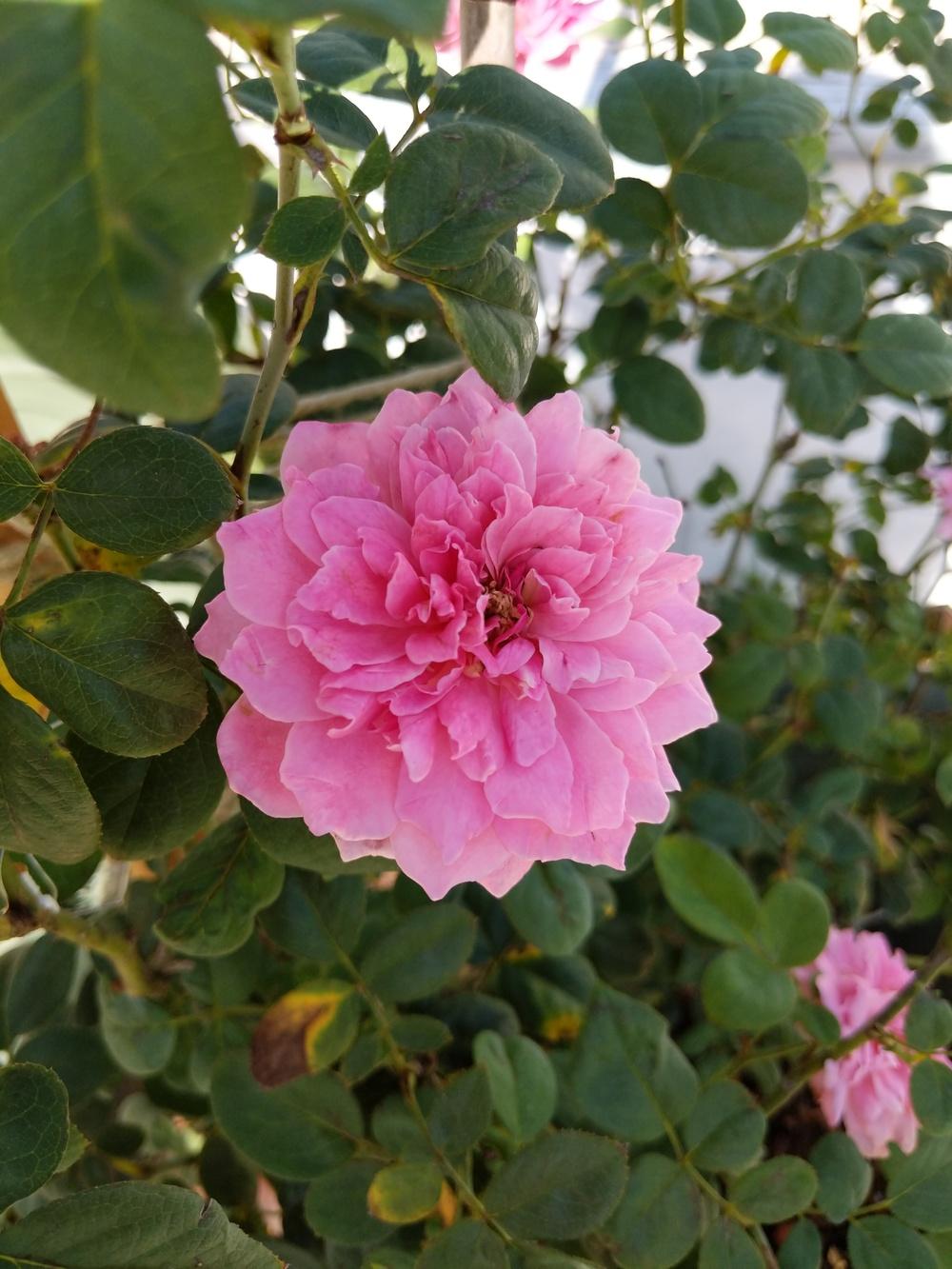 Photo of Rose (Rosa 'Sophy's Rose') uploaded by Plumeriagirl