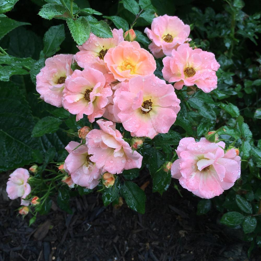 Photo of Rose (Rosa 'Peach Drift') uploaded by csandt